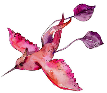 天空鸟粉红色的蜂鸟在野生动物的水彩风格隔离。狂野的自由, 鸟儿飞翔的翅膀。水彩画鸟背景, 纹理, 图案, 框架, 边框或纹身