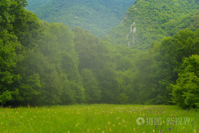 美丽的风景,在初夏,雾和绿色的树叶与森林