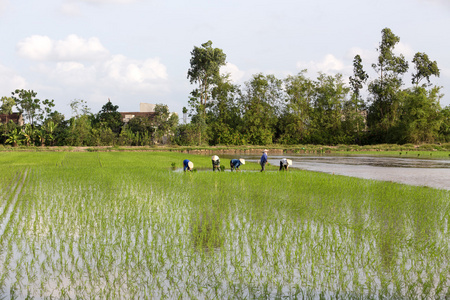 身份不明的农民种植水稻在越南