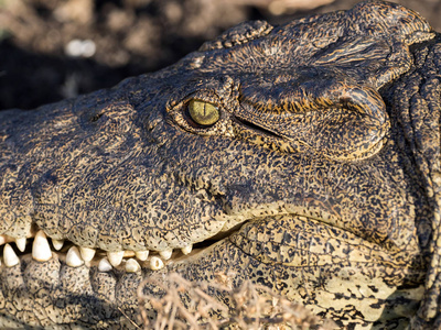 博茨瓦纳丘比国家公园鳄罗非鱼尼罗河鳄鱼画像