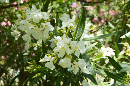 阳光下树枝上的白色夹竹桃花