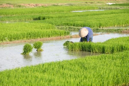 身份不明的农民种植水稻在越南