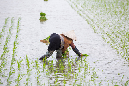 身份不明的农民种植水稻在越南