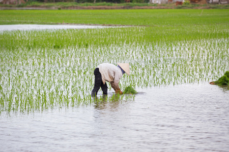 身份不明的农民种植水稻在越南