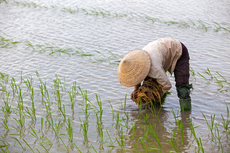 身份不明的农民种植水稻在越南