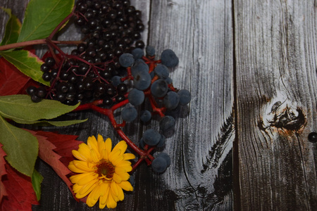 秋天丰收的水果和葡萄和彩色的叶子和老灰色的老式木制背景的秋天色彩