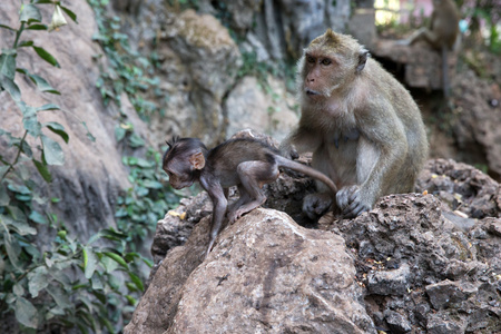 猴妈妈带猴