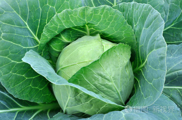 蔬菜园有机栽培白菜的特写 从上面看照片 正版商用图片0t3mog 摄图新视界 蔬菜园有机栽培白菜的特写 从上面看照片 正版商用图片0t3mog 摄图新视界