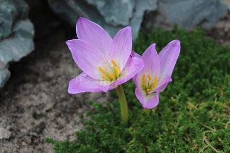 秋天 特写镜头 番红花 紫罗兰 秋水仙素 开花 花园