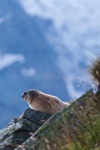 高的 欧洲 追随者 公园 毛茸茸的 岩石 地面 松鼠 哺乳动物