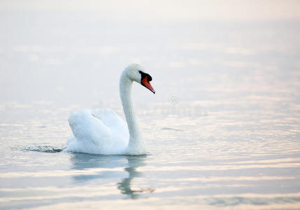 美丽的白天鹅漂浮