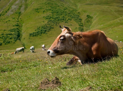 快乐的母牛在休息