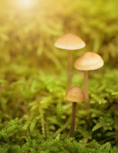 苔藓地上的蘑菇科