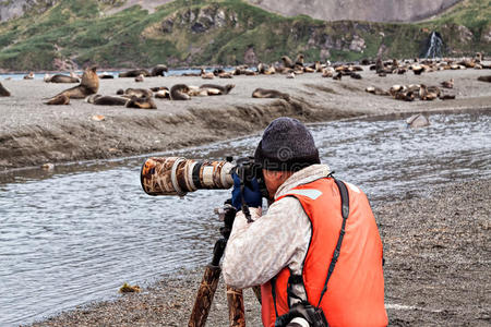 摄影师和毛皮海豹