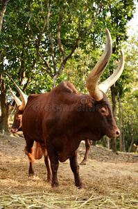 男watusi