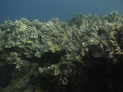 珊瑚墙