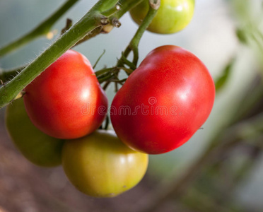 长在树枝上的西红柿图片