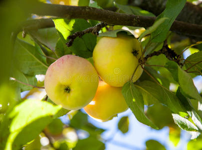 树枝上成熟的苹果