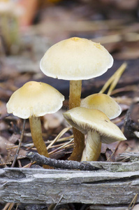地上的野蘑菇。