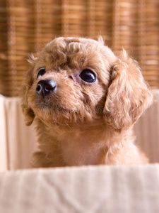 棕色宠物小狗,狮子狗照片