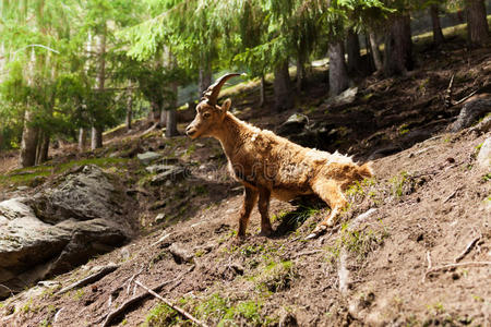 森林中的野山羊骆驼在雪地里行走双峰驼大公牛,白色背景下隔离羚牛
