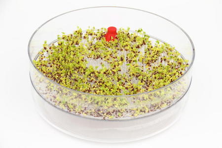 花椰菜种子图片