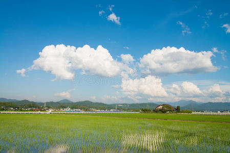 稻谷和夏日的天空