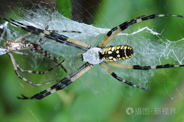 花园蜘蛛argiope aurantia