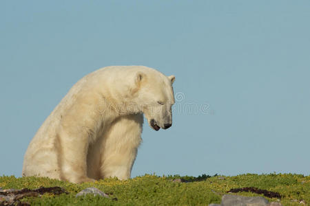 北极熊醒来