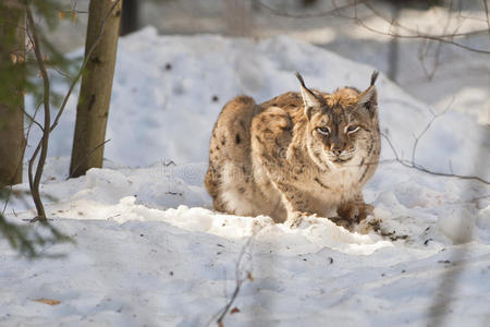 雪地里的山猫