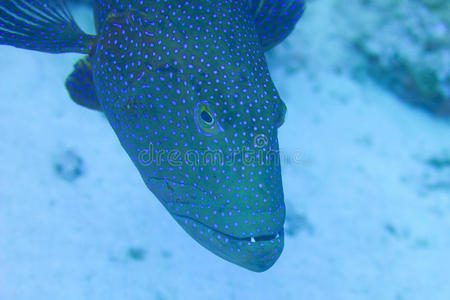 红礁石斑鱼图片
