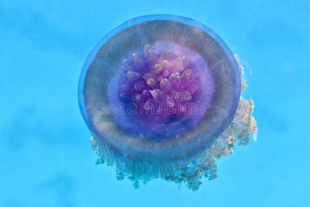 紫水母