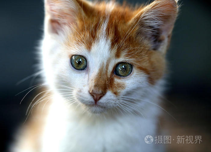 基蒂 美丽的 血统 可爱极了 站立 可爱的 肖像 小猫 枪口