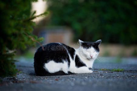 睡在路上的毛茸茸的猫