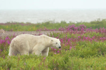 北极熊的爪子图片