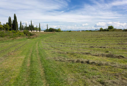 一排排割草的田地