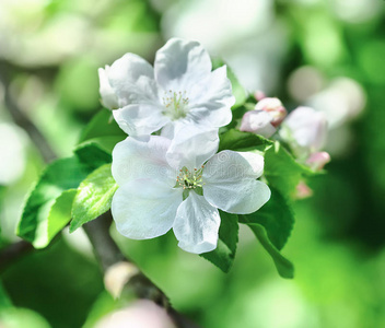 开花枝