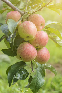 苹果园树上的苹果图片