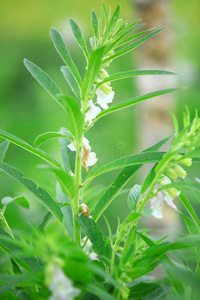 芝麻花草