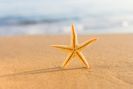 日出海滩上的海星