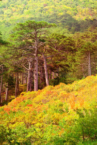 落基山秋林多彩的季节景观