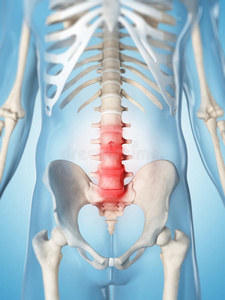 突出的腰椎突出显示的脊椎突出的肝脏突出显示的男性肩膀突出显示脚踝