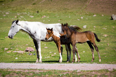 两只可爱的小马和它们的妈妈