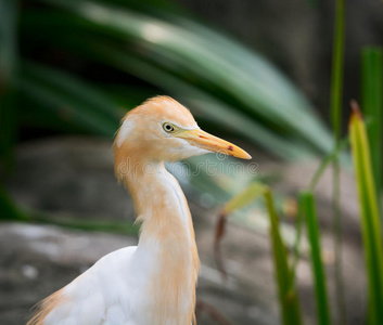 牛背鹭