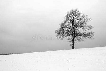 冬季草地上的树木黑白
