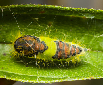 蝴蝶丛蝴蝶蛹.照片