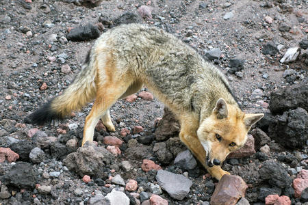 厄瓜多尔奇姆博拉佐省的安第斯狐狸