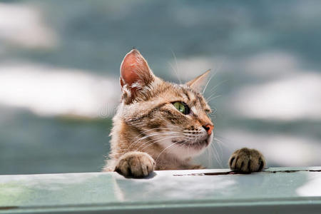 饥饿的猫望着窗外