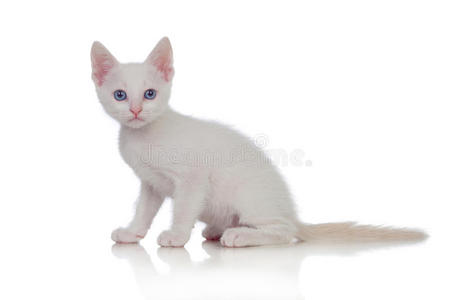 蓝眼睛可爱的白色小猫