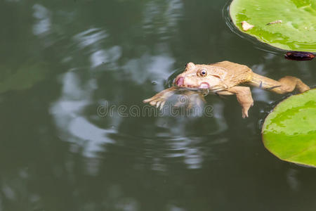 普通蟾蜍在自然环境中游泳图片